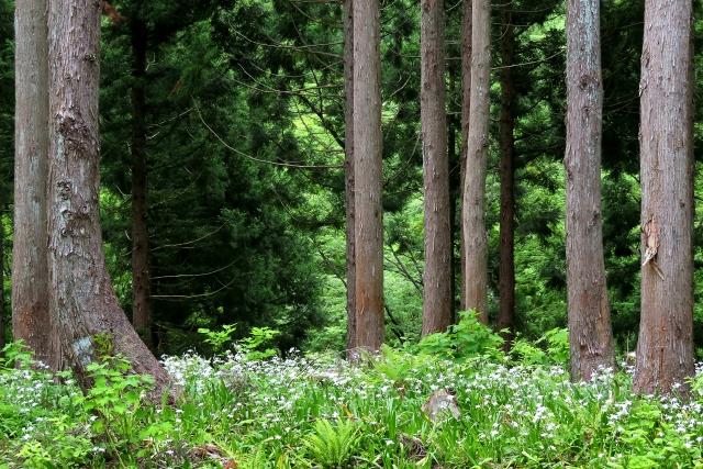 北海道の山林を相続した35年前の夏
